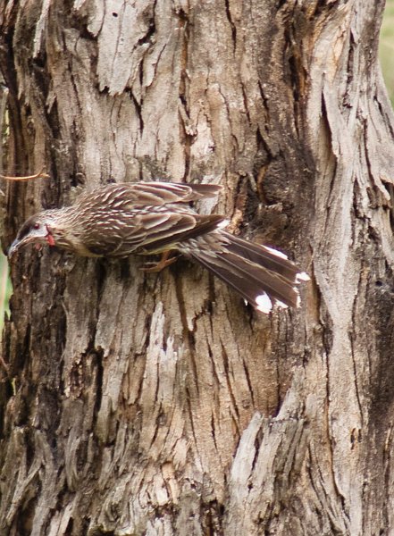 wattle bird.jpg